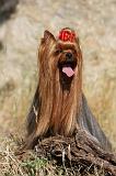YORKSHIRE TERRIER 506
